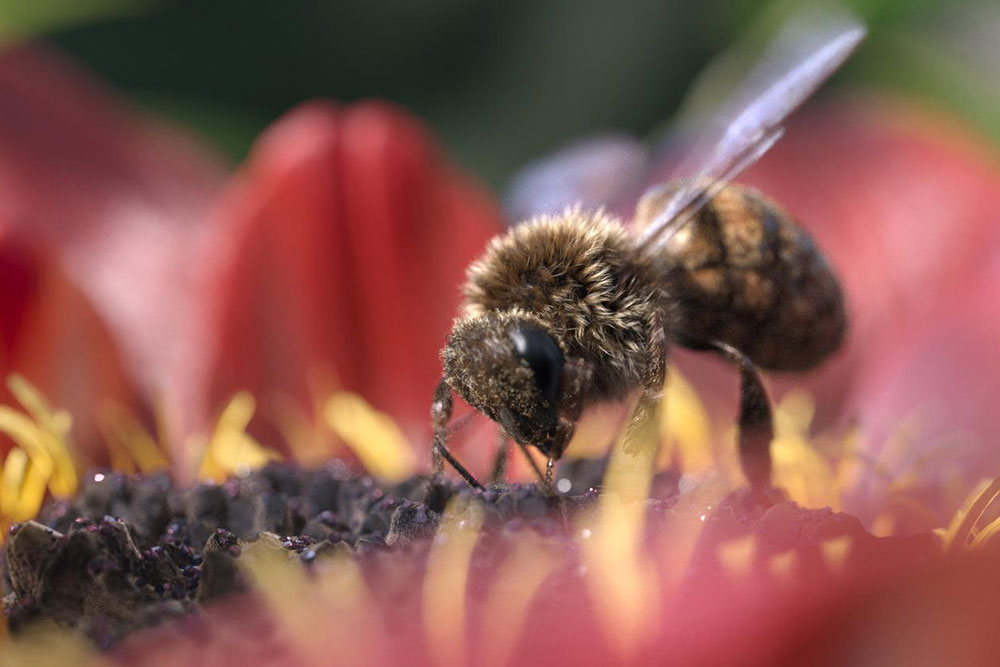 animation 3d d'une abeille qui butine
